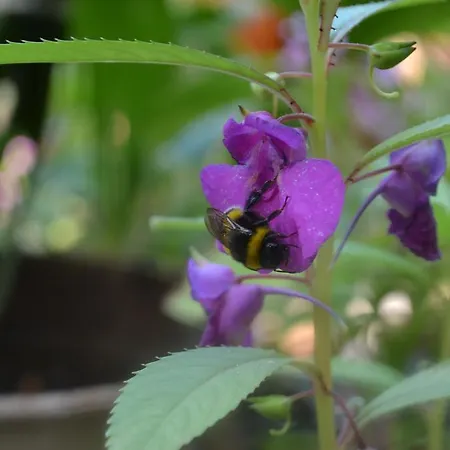 Doga Alojamento de Turismo Selvagem