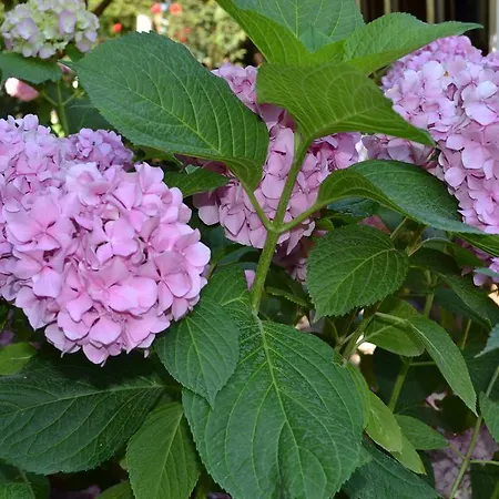 Alojamento de Turismo Selvagem Doga Olympos