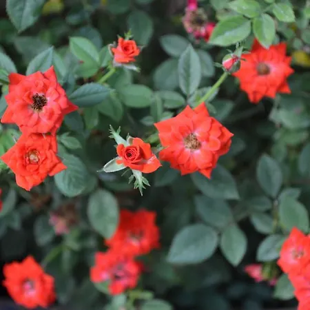 Alojamento de Turismo Selvagem Doga